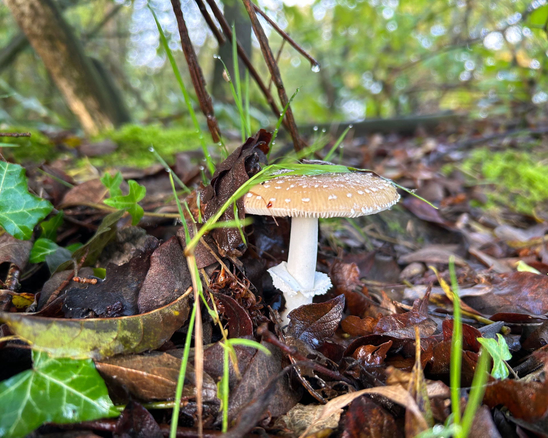 Fungus in our woodland at the Rare Breeds Centrre