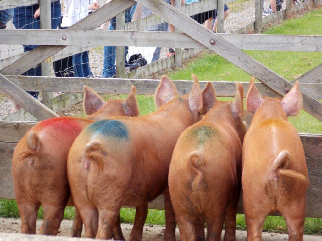 Pig racing