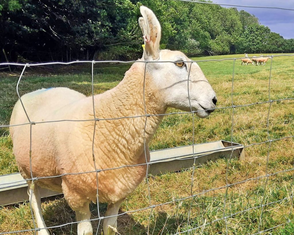 Border Leicester sheep in a field
