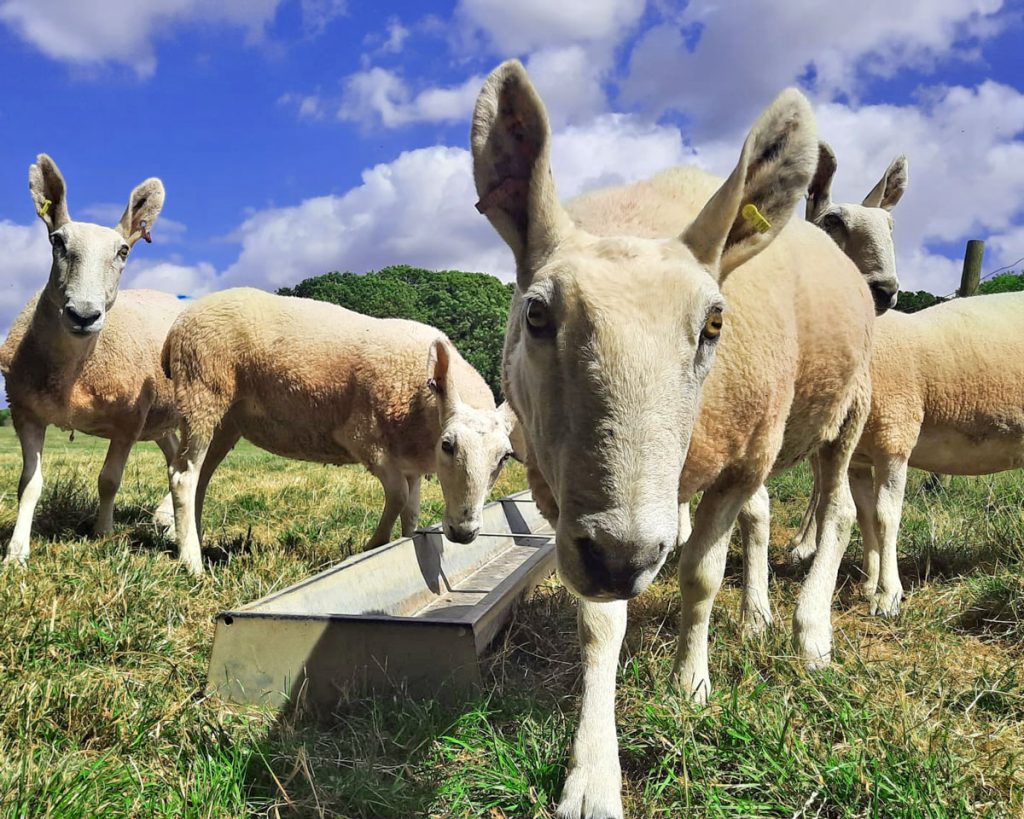 Border Leicester Sheep in a meadow