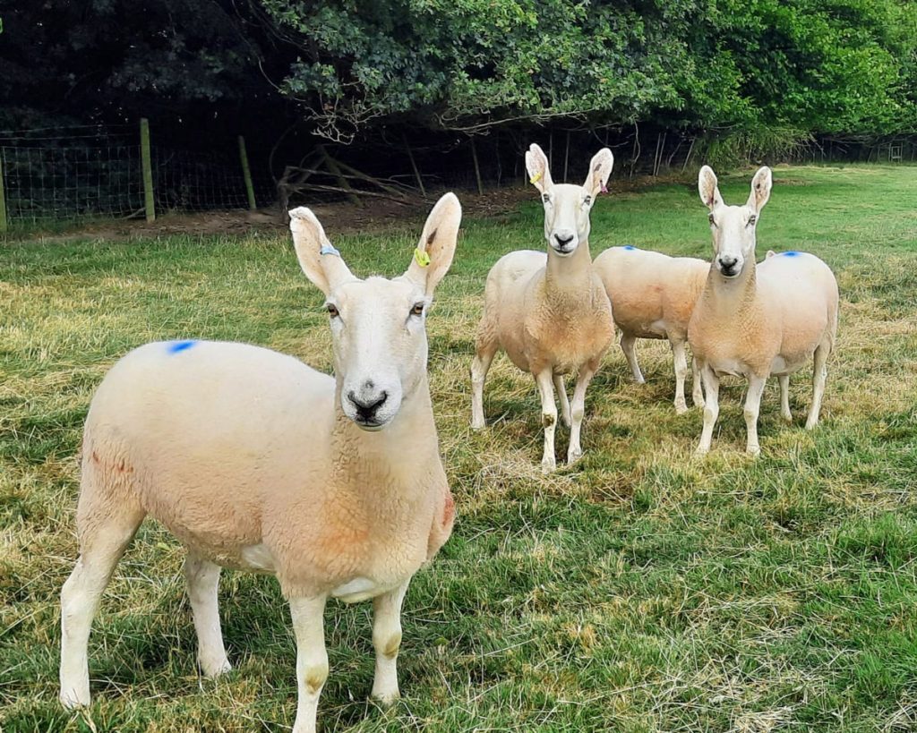 Border Leicester sheep in a field