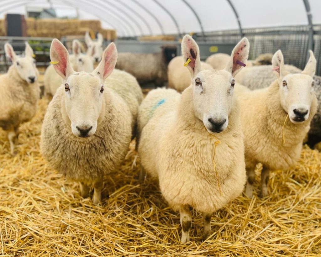 Border Leicester sheep in the lambing tunnel