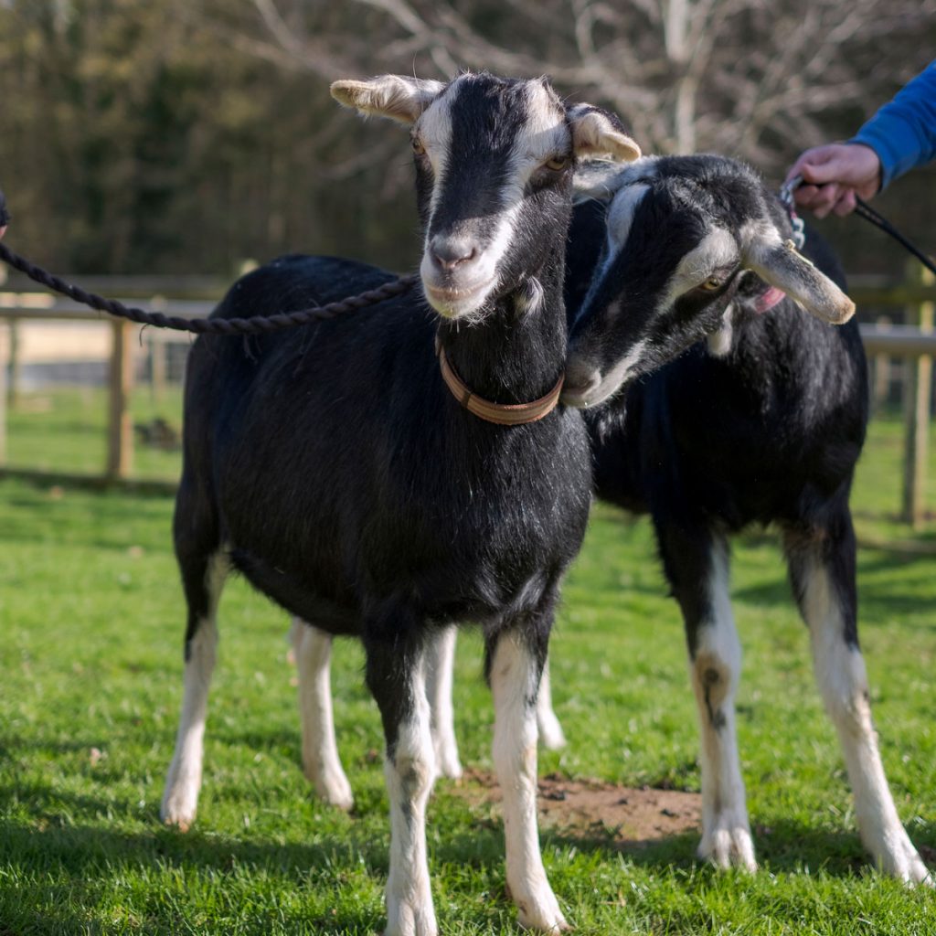 British Alpine goats