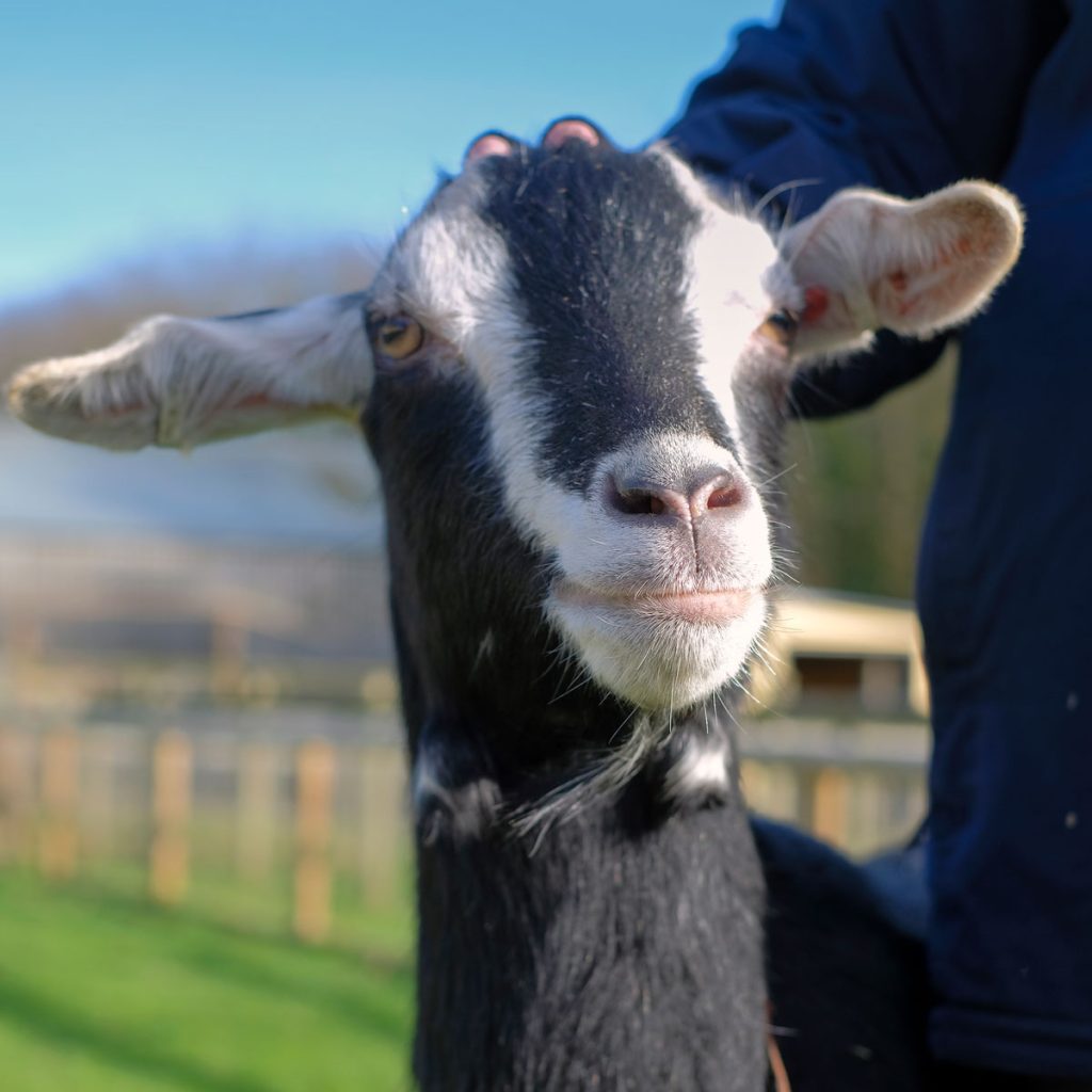 British Alpine goat
