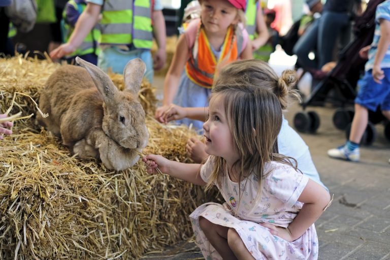 Giant Continental rabbit in theh Children's Barn
