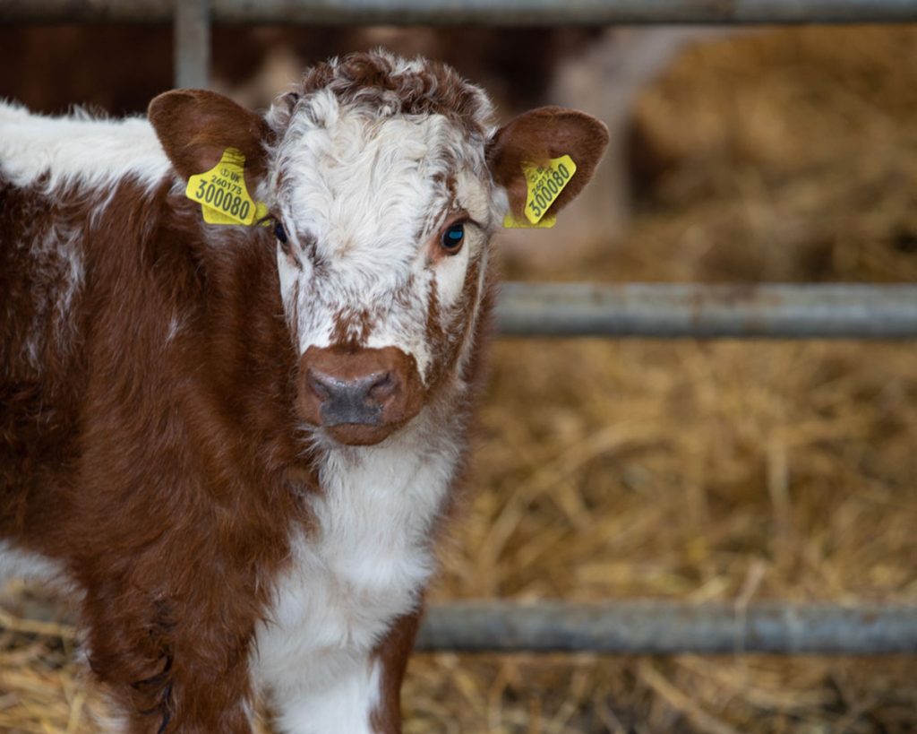 English Longhorn calf