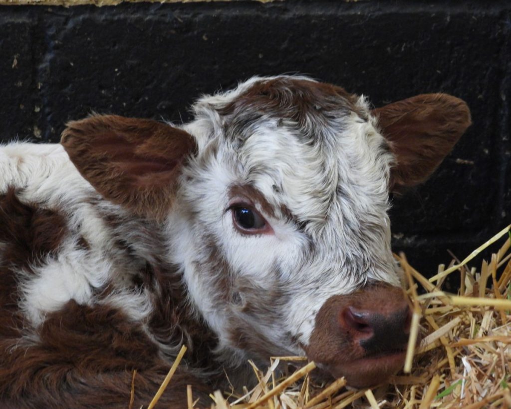 English Longhorn calf