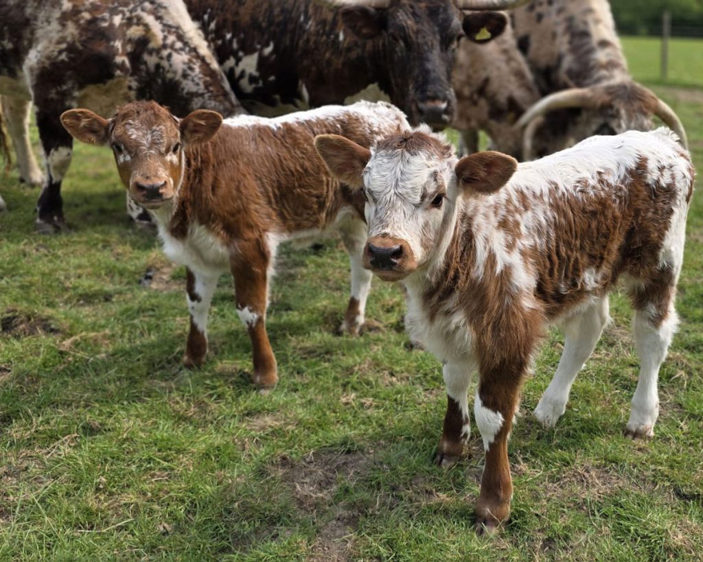 English Longhorn calves