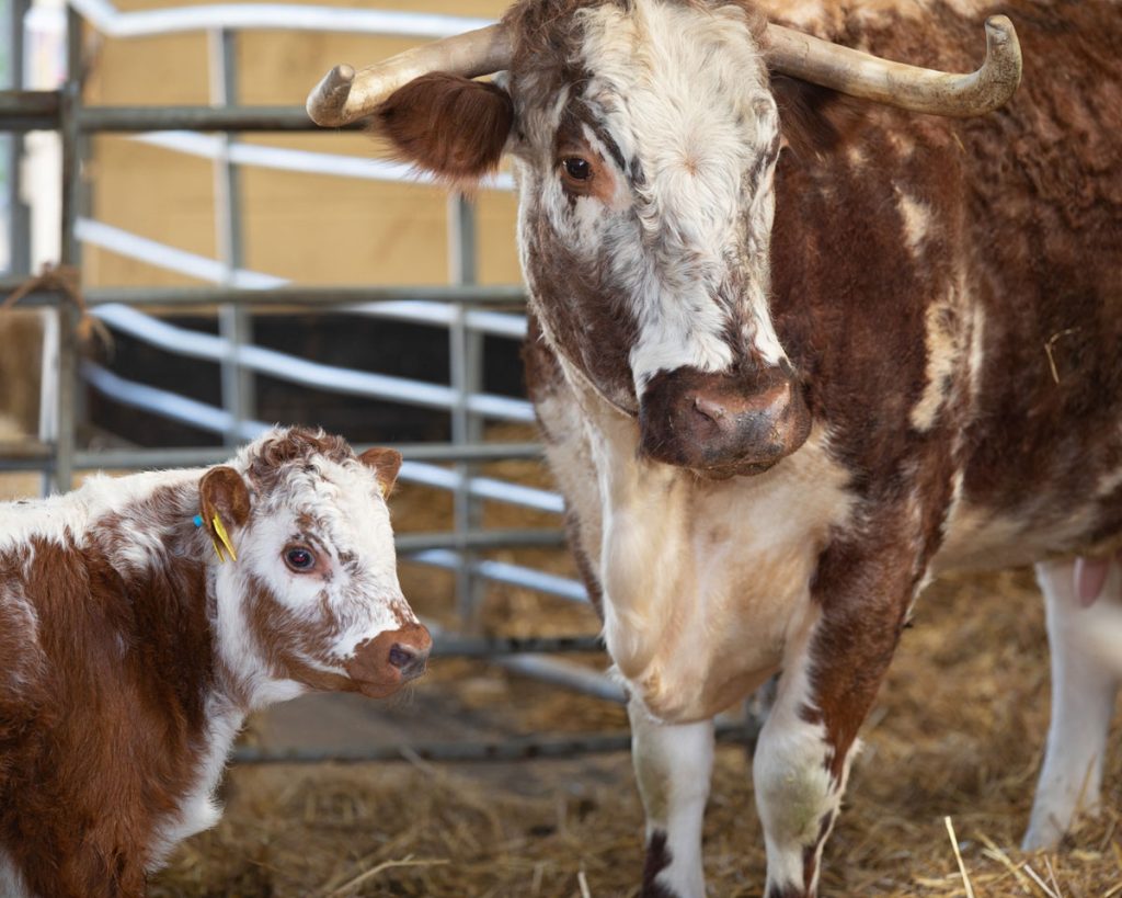 English Longhorn calf and mum