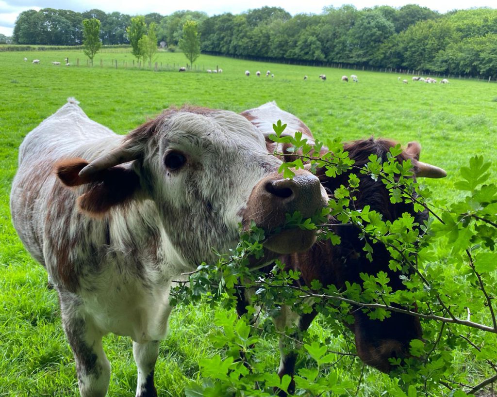 English Longhorns in the meadow