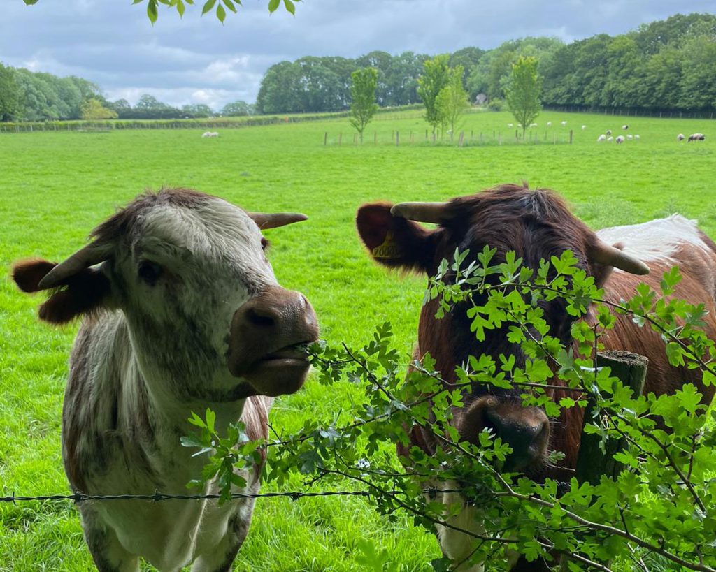 English Longhorns in the meadow