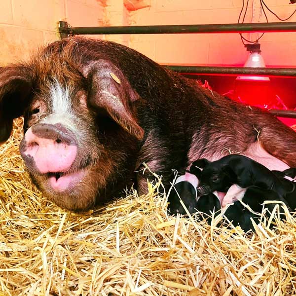 Oxford Sandy and Black piglets born