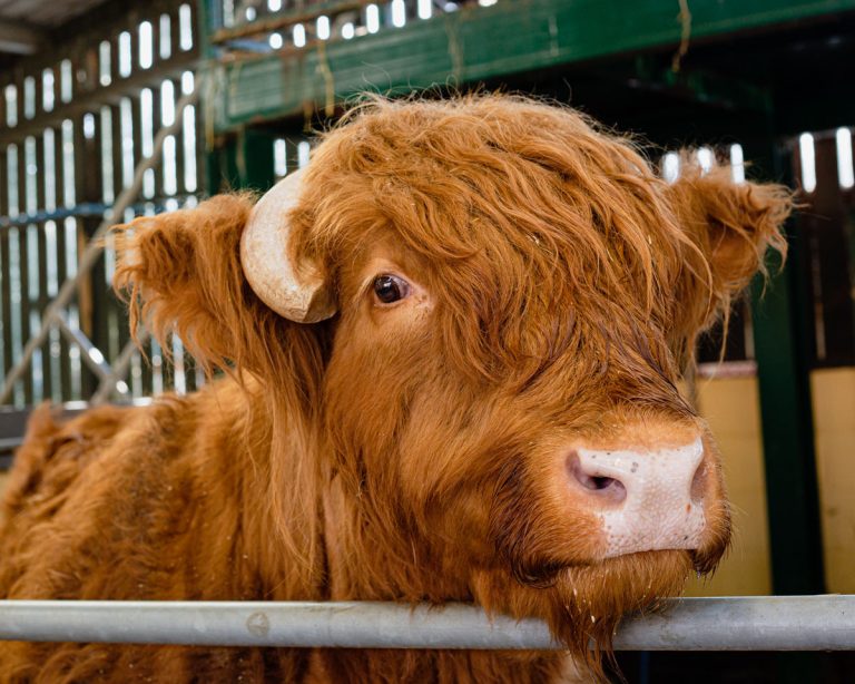 Huckleberry the highland bull