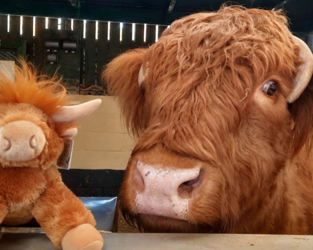 Huckleberry, our Highland bull with a plushie