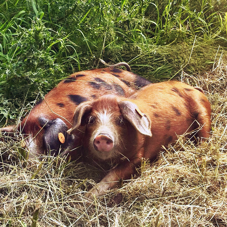 Oxford Sandy and Black pigs
