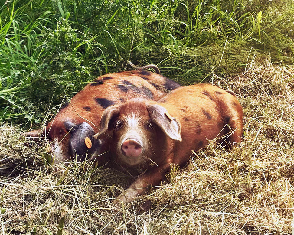 Oxford sandy and black pigs