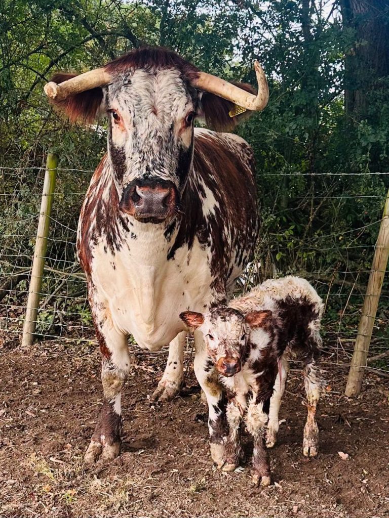English longhorn calf born to Wilma and Gimli