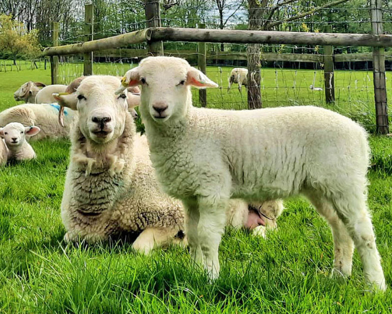 Wiltshire sheep