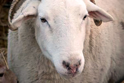 Wiltshire sheep