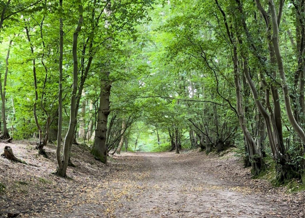 Woodland at the Rare Breeds Centre