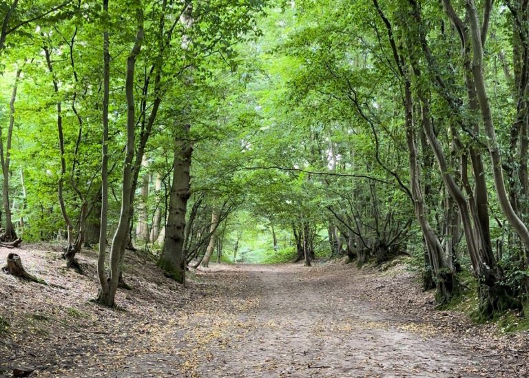 Woodland at the Rare Breeds Centre