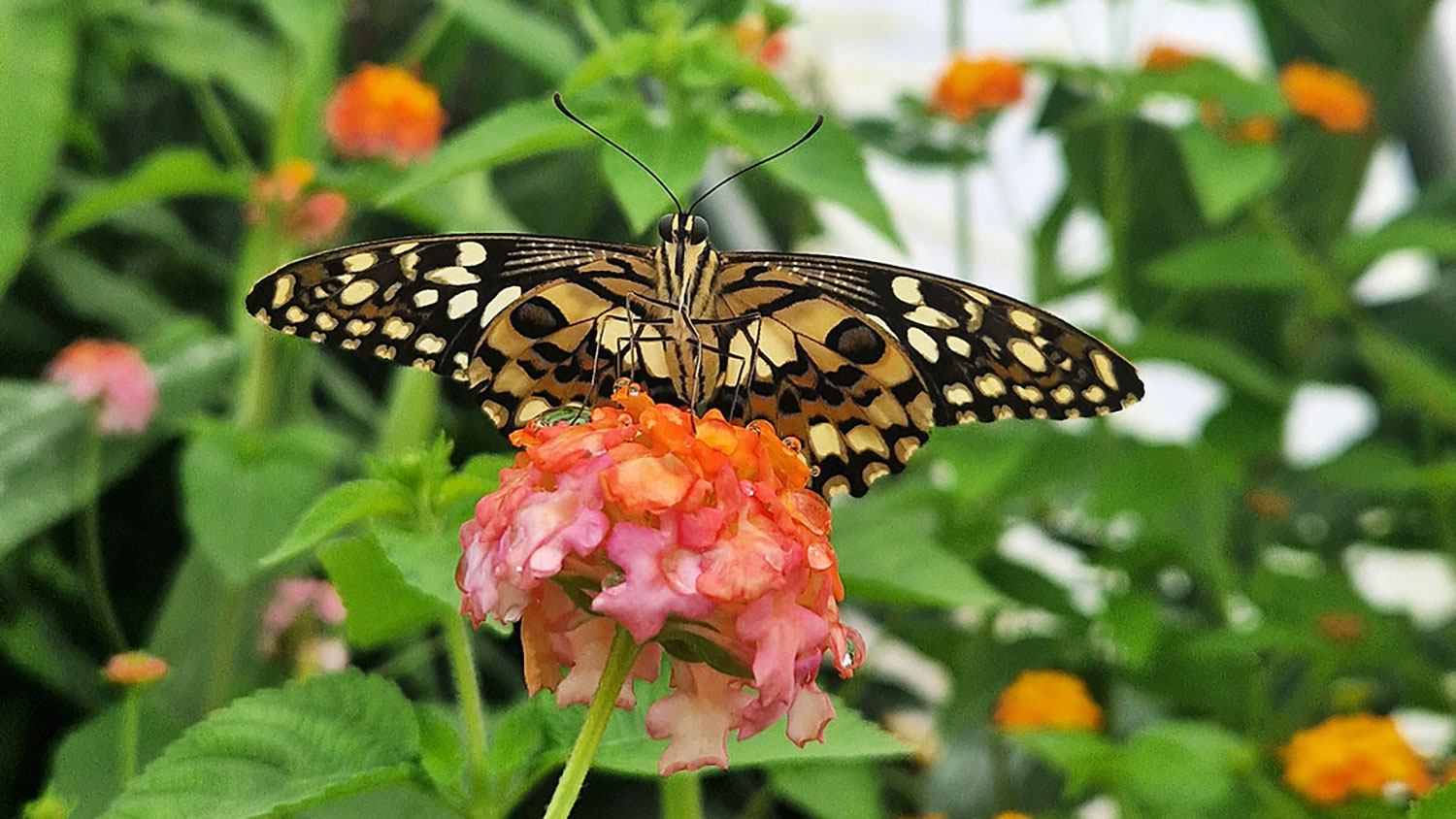 A butterfly perched on flowers in the butterfly tunnel