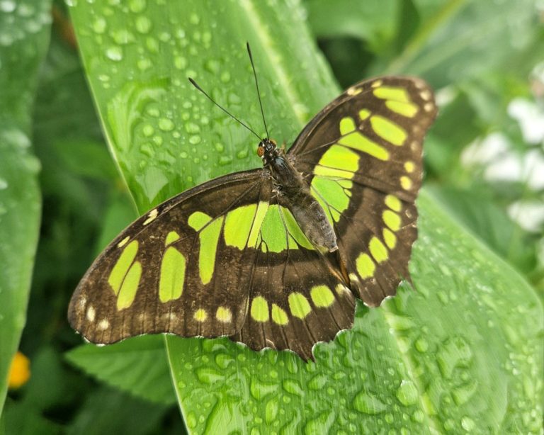 Butterfly on a leaf in our butterfly tunnel