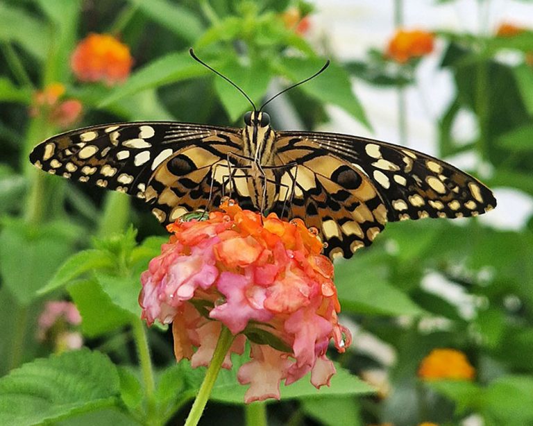 Butterly in the butterfly tunnel
