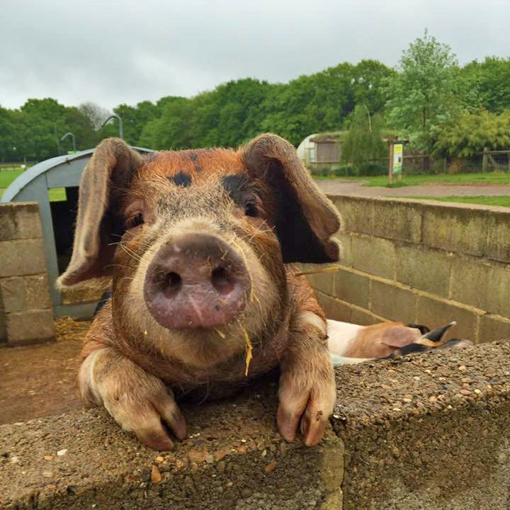 Oxford Sandy and Black pig