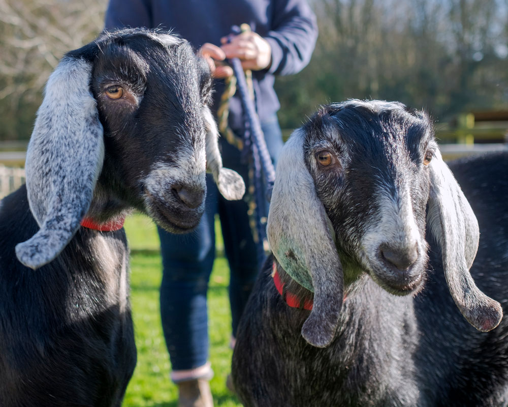 Anglo Nubian goats