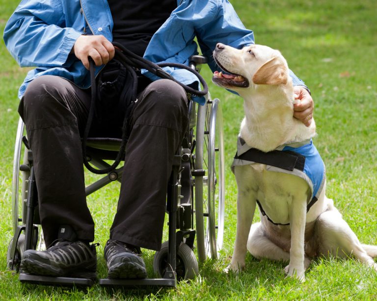 Assistant dog with owner in wheelchair