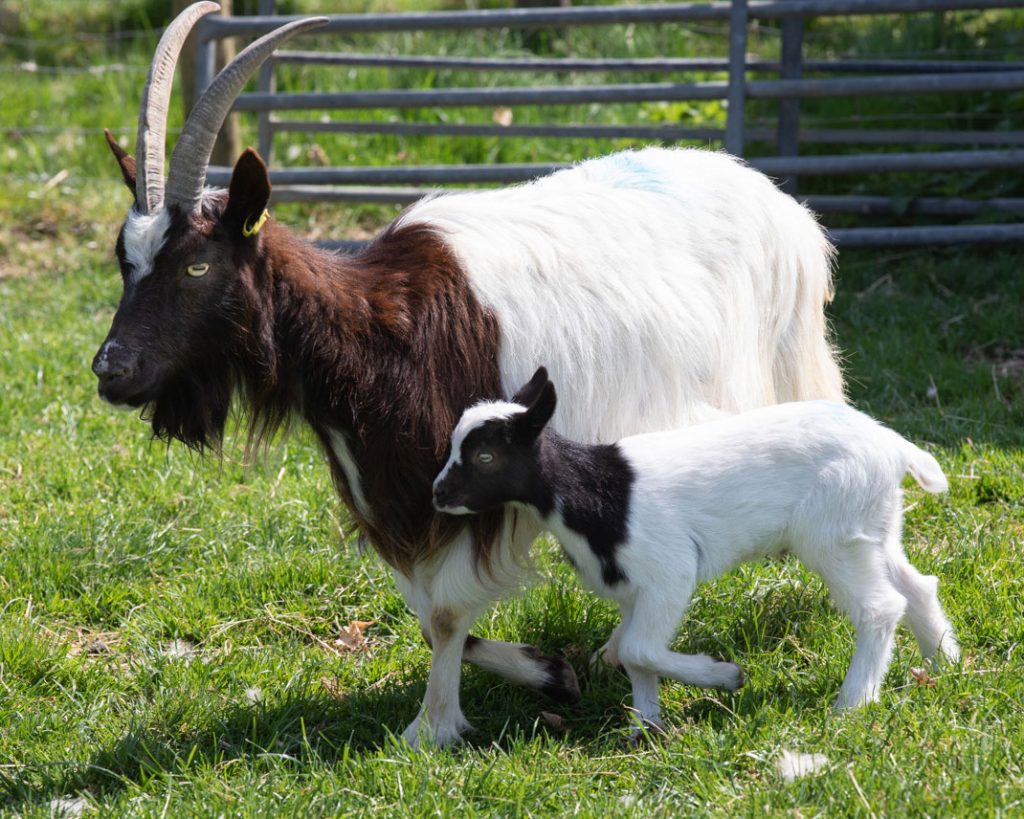 Bagot goats