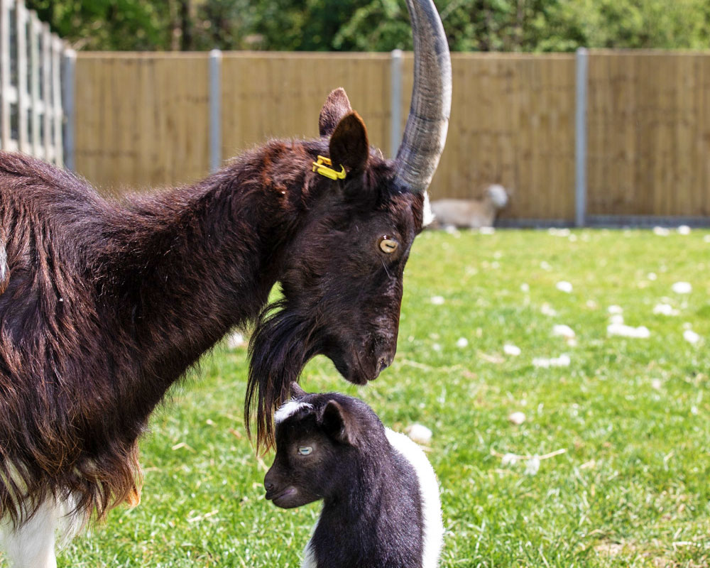 Bagot goats