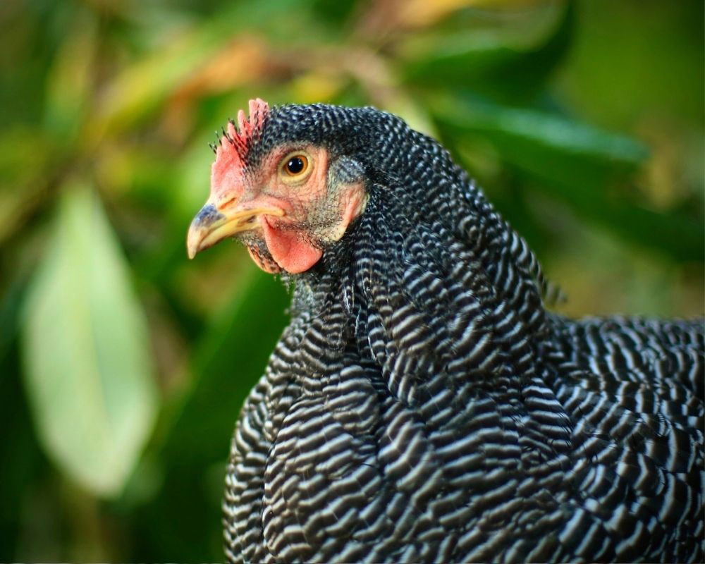 Barred Plymouth chicken