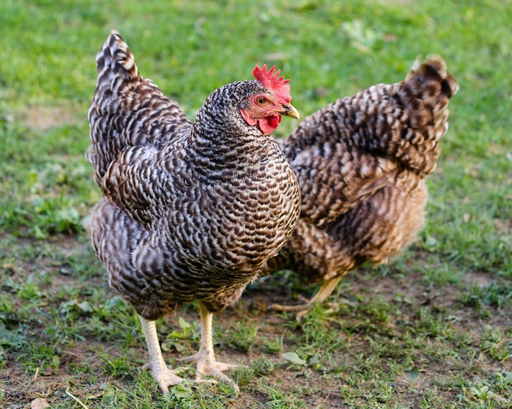 Barred Plymouth chicken