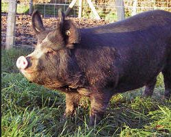 Berkshire pig