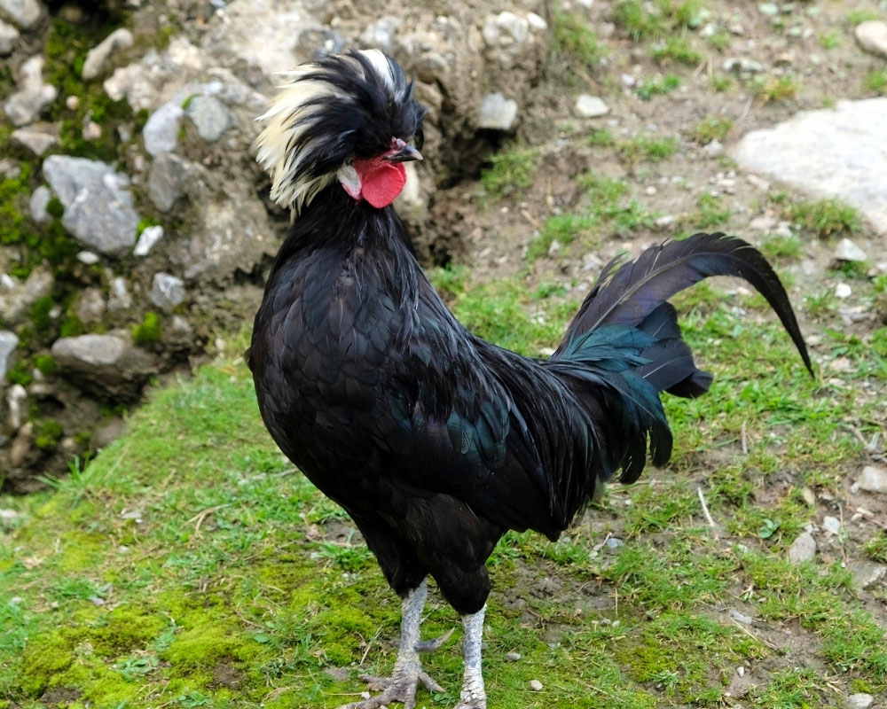 Black Polish chicken