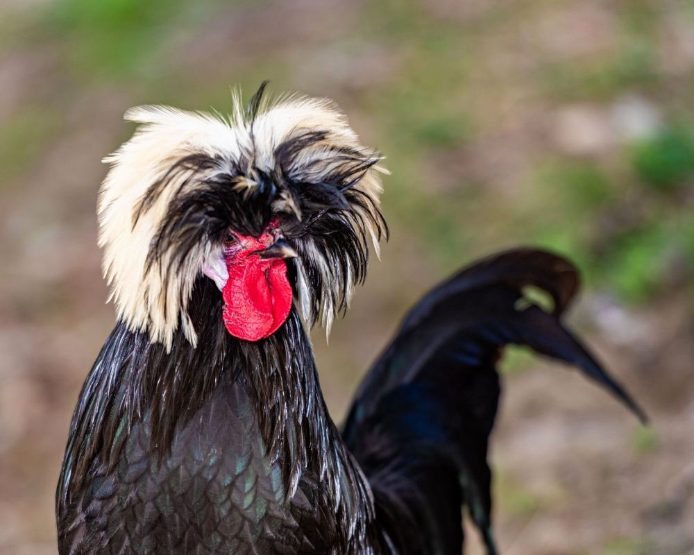 Black Polish chicken