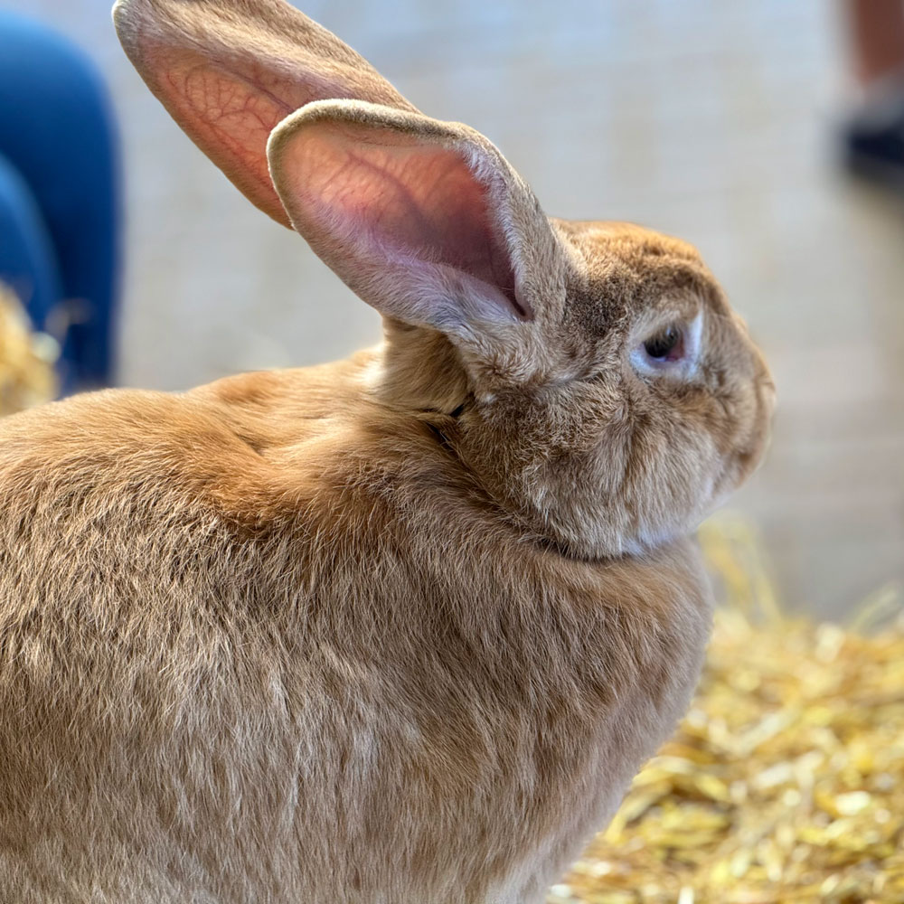Continental Giant rabbit