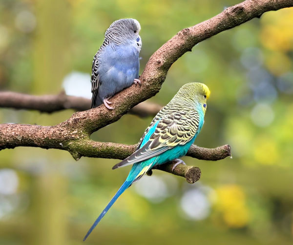 Picutre of two budgies on a branch - one blue and one turquoise