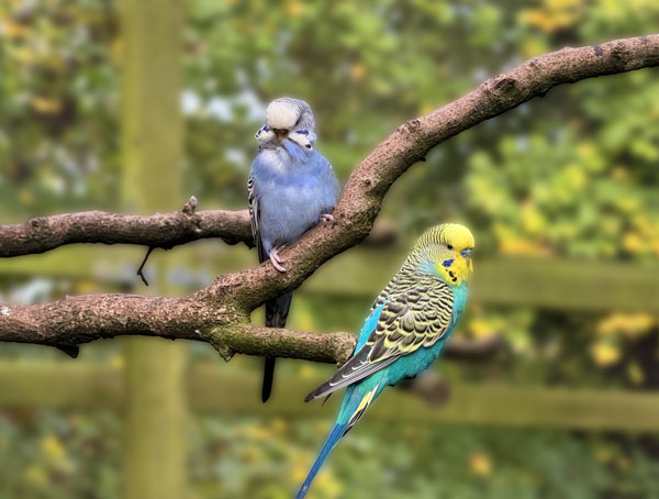 Two budgies on a branch with one preening.