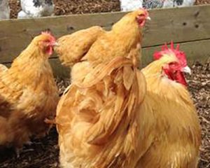 Buff Orpington chickens