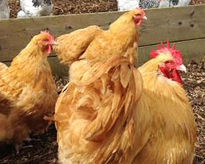 Buff Orpington chickens