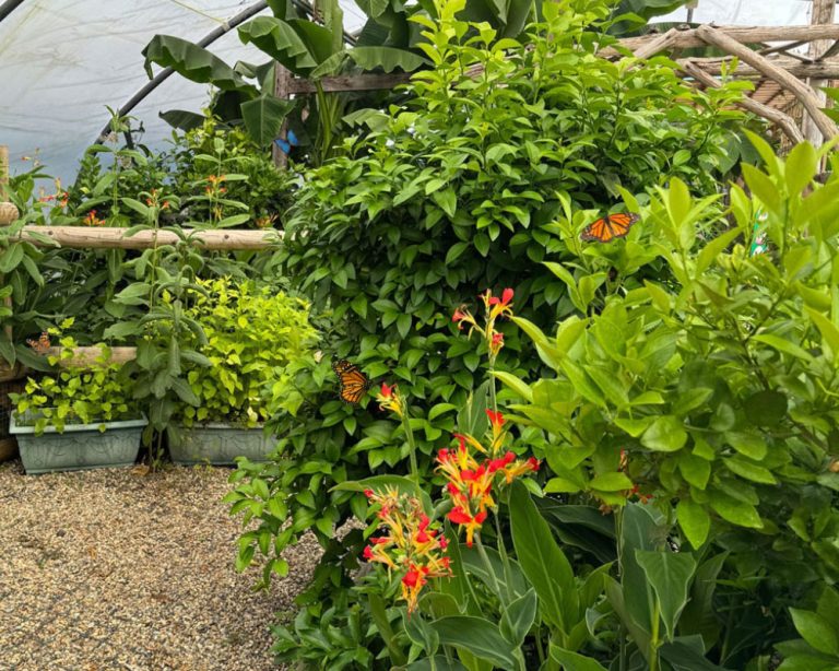 Butterfly tunnel