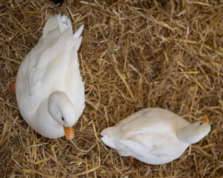 Call duck