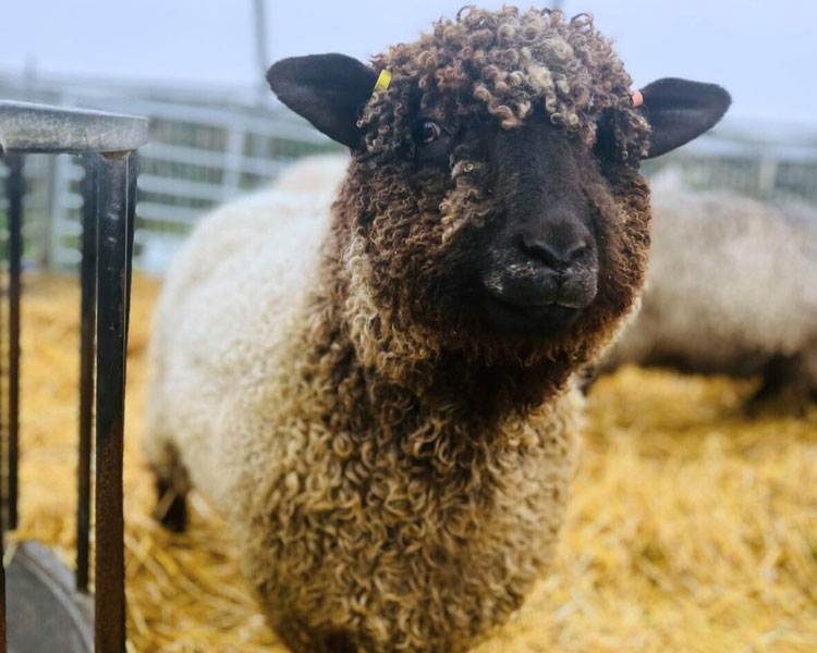 Coloured Lincoln Longwool sheep