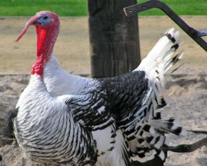 Crollwitzer turkey