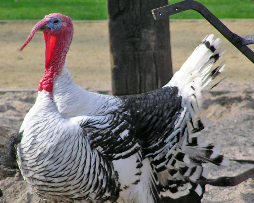 Crollwitzer turkey