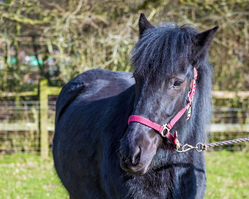Dales pony