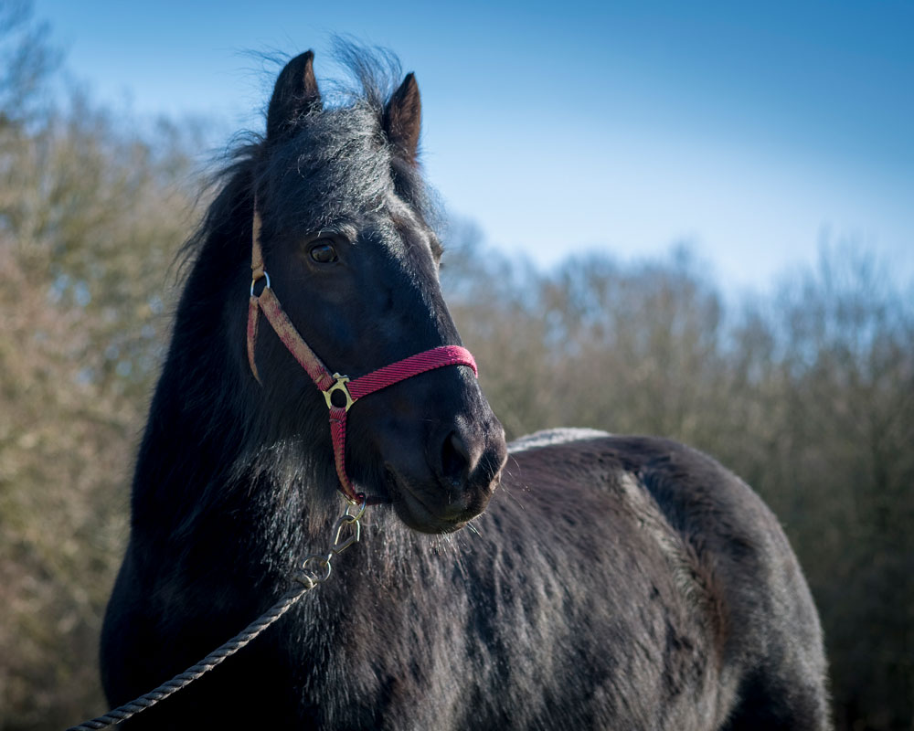 Dales pony, Grace